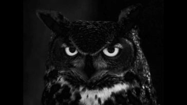 Maxresdefault 5 4 - PHOBIA ISAAC & SHAWN - 9AWED