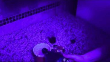 Hqdefault1 14 - Diib - Syrup (Freestyle)